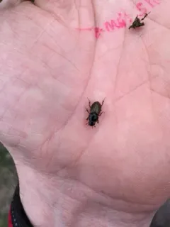Melinopterus prodromus thumbnail 2