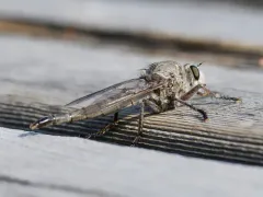 Proctacanthus occidentalis thumbnail 4