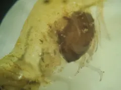 Hemiarthrus abdominalis thumbnail 1