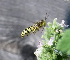 Steniolia scolopacea thumbnail 1