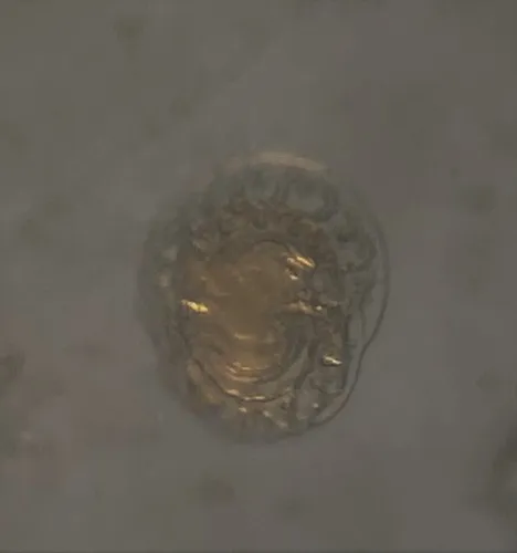 Patellina corrugata