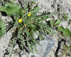 Short-flower Suncup thumbnail 4
