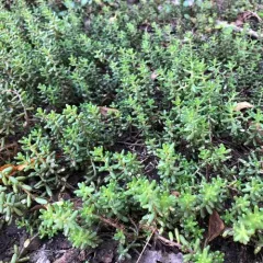 white stonecrop thumbnail 2