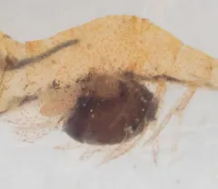 Hemiarthrus abdominalis thumbnail 2
