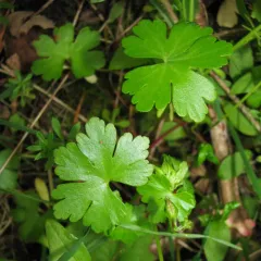 Shining Crane's-bill thumbnail 1