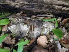 Hyphodiscus hymeniophilus thumbnail 3