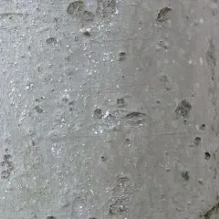 Beech Scale thumbnail 3