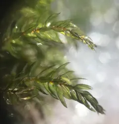 Horn Calcareous Moss thumbnail 3