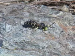 Steniolia obliqua thumbnail 2