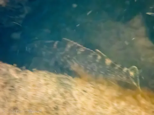 Spotted Darter