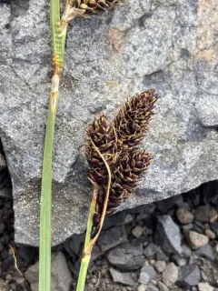 smooth-fruited sedge thumbnail 2