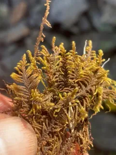 Revolute Hypnum Moss thumbnail 4