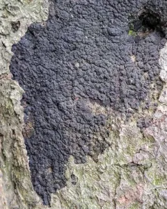 Beech Tarcrust thumbnail 1