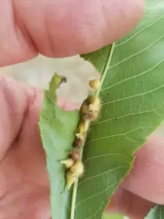 Caryomyia ansericollum thumbnail 3