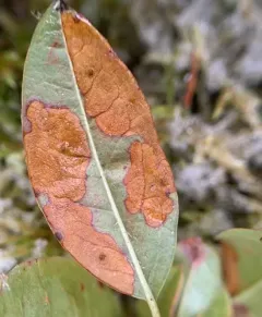 Coleophora kalmiella thumbnail 1
