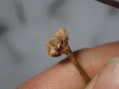 Cecidophyopsis vermiformis thumbnail 2