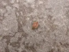 Brown Carpet Beetle thumbnail 2