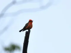 Vermilion Flycatcher thumbnail 3