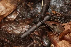 North American cavernicolous Harvestman thumbnail 2