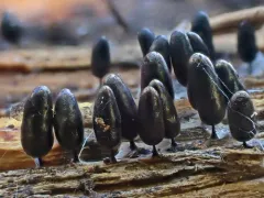 Comatricha fusiformis thumbnail 2