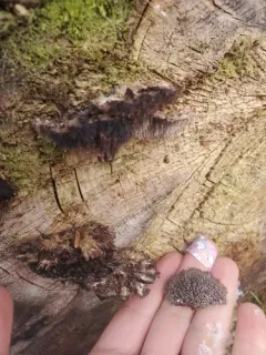 Gloiodon occidentalis thumbnail 2
