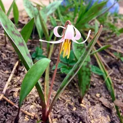 white fawnlily thumbnail 4