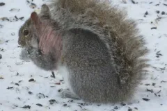 Squirrel Mange Mite thumbnail 2