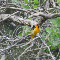 Bullock's Oriole thumbnail 3