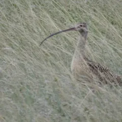Long-billed Curlew thumbnail 2