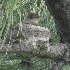 Western Wood-Pewee thumbnail 2