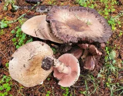 Buck's Agaricus thumbnail 2