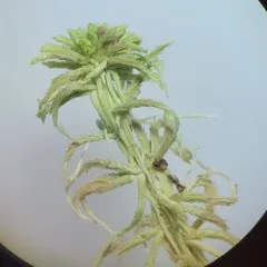 Five-ranked Bogmoss thumbnail 4