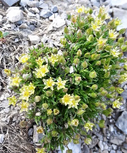 Columbian Stitchwort