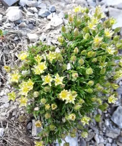Columbian Stitchwort thumbnail 1
