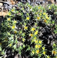 Creeping nailwort thumbnail 2