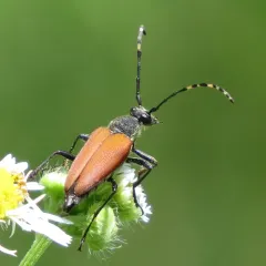 Red-winged Longhorn Beetle thumbnail 2