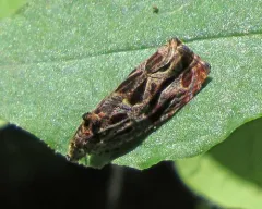Broken-lined Zomaria Moth thumbnail 3