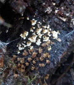 Oligonema verrucosum thumbnail 2