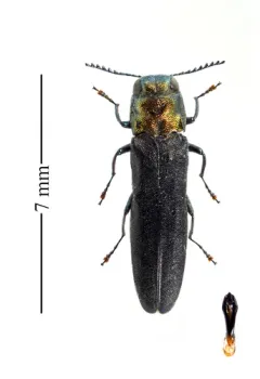 Agrilus arcuatus thumbnail 2