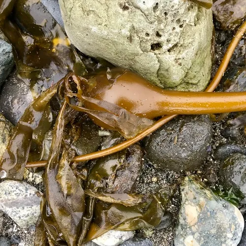 Bull Kelp