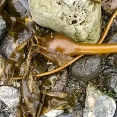 Bull Kelp thumbnail 1