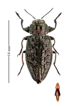 Chrysobothris verdigripennis thumbnail 2