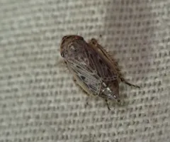 Extrusanus oryssus thumbnail 3