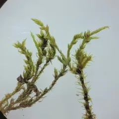 Clustered Rock Moss thumbnail 3