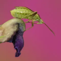 Amblytylus nasutus thumbnail 3