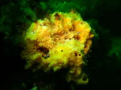 Halichondria sitiens thumbnail 2