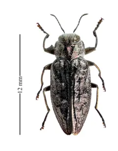Chrysobothris rotundicollis thumbnail 2