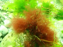 Devaleraea ramentacea thumbnail 3