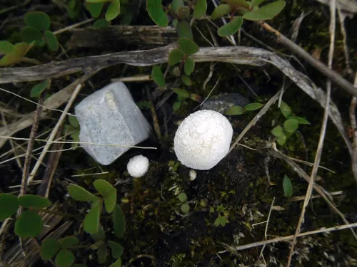 Lycoperdon echinella