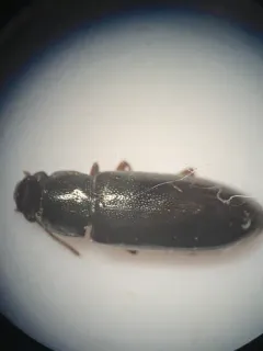 Sphalma quadricollis thumbnail 2